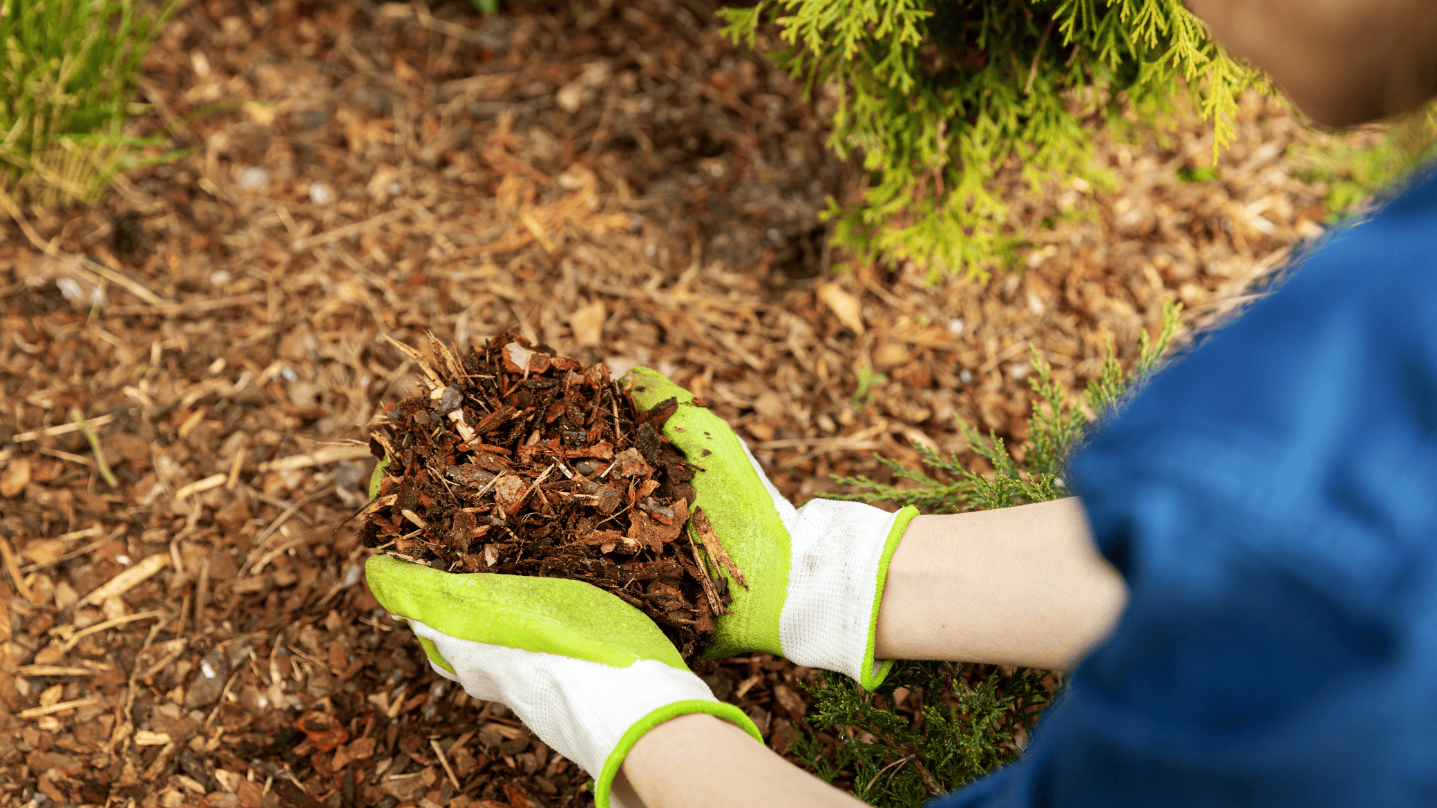 Mulching & Planting